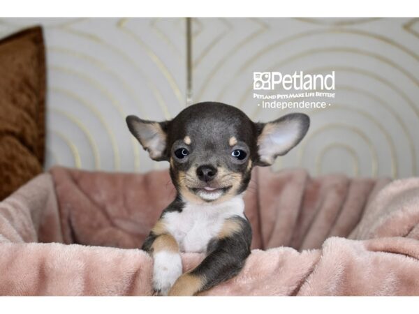 Chihuahua-Dog-Male-Blue & White-5770-Petland Lee's Summit, MO
