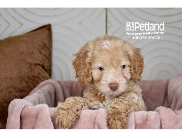 Cockapoo 2nd Generation-Dog-Male-Apricot-5768-Petland Lee's Summit, MO