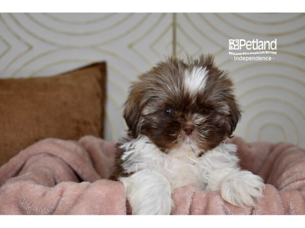 Shih Tzu-Dog-Male-Chocolate & White-5784-Petland Lee's Summit, MO