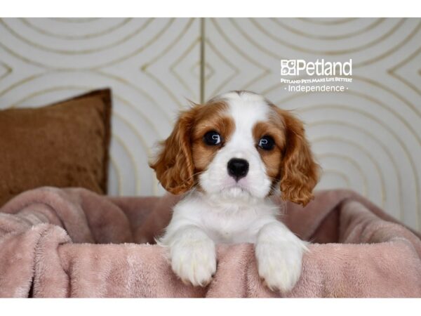 Cavalier King Charles Spaniel-Dog-Male-Blenheim-5791-Petland Lee's Summit, MO