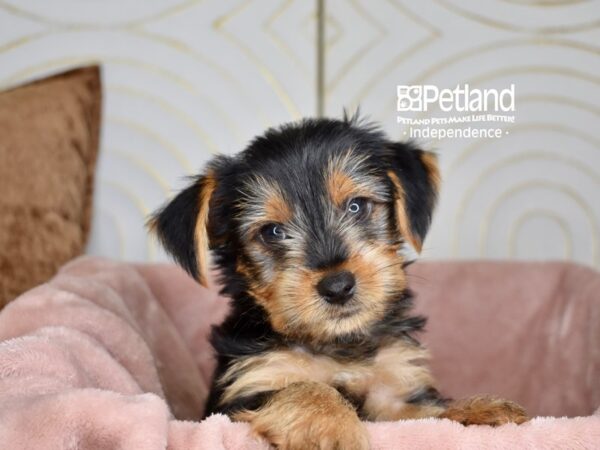 Yorkshire Terrier-Dog-Female-Black & Tan-5795-Petland Lee's Summit, MO