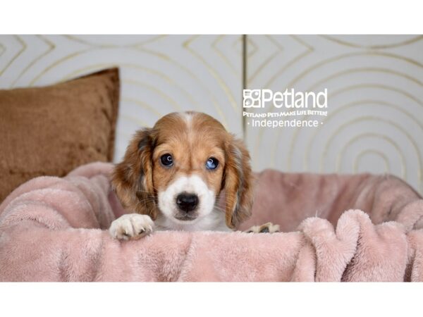 Dachshund-Dog-Female-Red Piebald, Long Haired-5801-Petland Lee's Summit, MO
