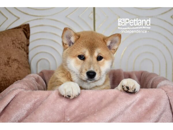 Shiba Inu-Dog-Male-Red Sesame-5673-Petland Lee's Summit, MO