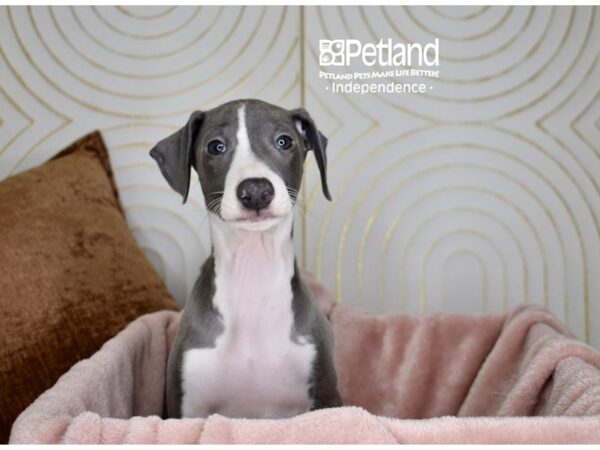 Italian Greyhound-Dog-Male-Blue & White-5684-Petland Lee's Summit, MO