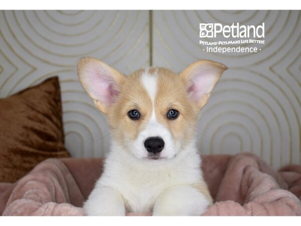 Pembroke Welsh Corgi-Dog-Male-Fawn White Markings-5692-Petland Lee's Summit, MO