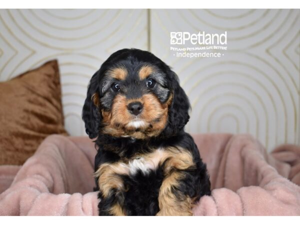 Cavapoo-Dog-Female-Black & Tan-5690-Petland Lee's Summit, MO