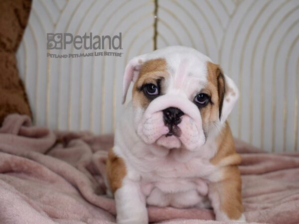 English Bulldog-Dog-Female-Red Piebald-812-Petland Lee's Summit, MO