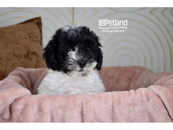 Havapoo-Dog-Female-Black & White-5698-Petland Lee's Summit, MO