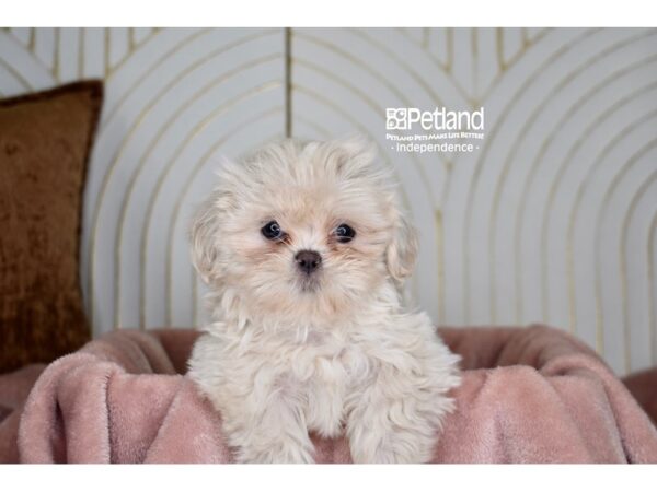 Shih Tzu-Dog-Female-Lavender-5715-Petland Lee's Summit, MO
