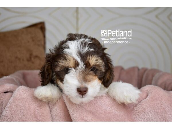 Miniature Goldendoodle-Dog-Male-Brown, White, & Rust-5712-Petland Lee's Summit, MO