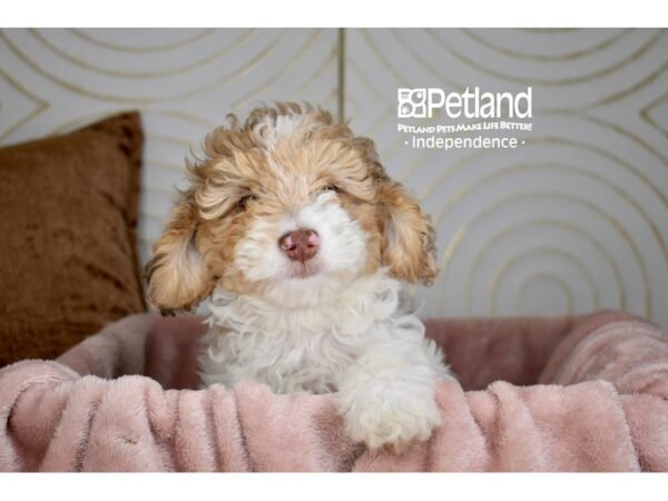 Miniature Goldendoodle-Dog-Female-Golden Parti-5720-Petland Lee's Summit, MO