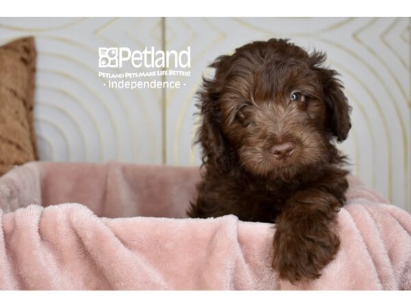 Miniature Goldendoodle-Dog-Male-Chocolate-5719-Petland Lee's Summit, MO