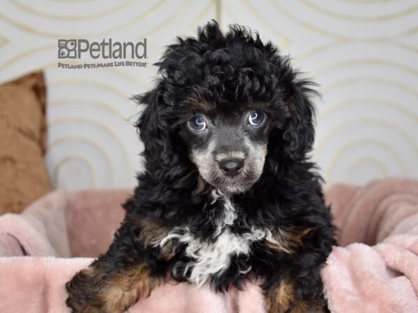 Miniature Poodle-Dog-Male-Black& tan-854-Petland Lee's Summit, MO