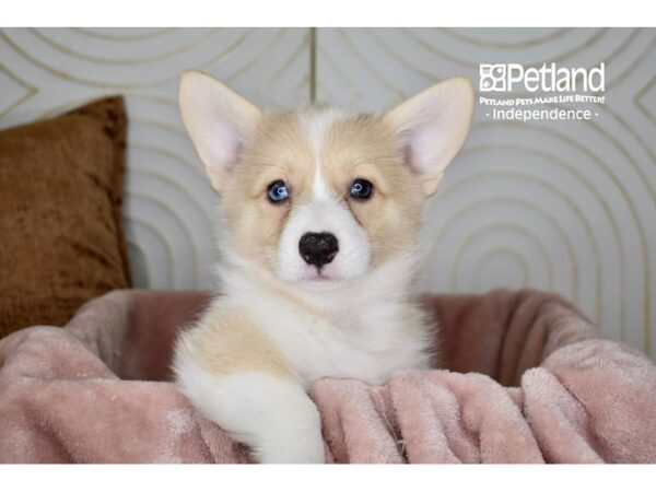 Pembroke Welsh Corgi-Dog-Female-Cream White Markings-5726-Petland Lee's Summit, MO