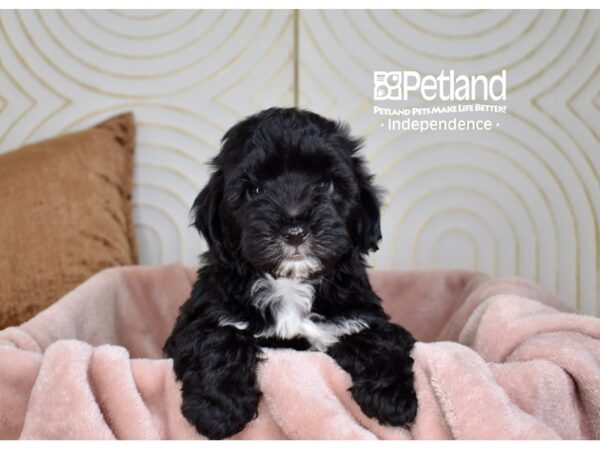 Morkiepoo-Dog-Male-Black White Markings-5729-Petland Lee's Summit, MO