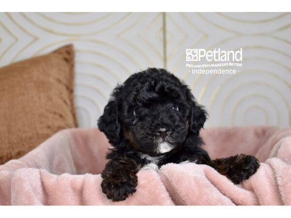 Morkiepoo-Dog-Female-Black-5730-Petland Lee's Summit, MO