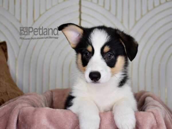 Pembroke Welsh Corgi-Dog-Male-black tri-856-Petland Lee's Summit, MO