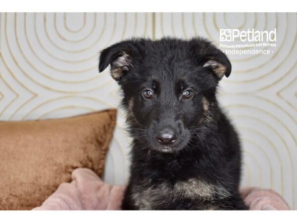German Shepherd-Dog-Female-Black & Tan-5744-Petland Lee's Summit, MO