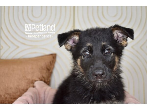German Shepherd-Dog-Male-Black & Tan-5743-Petland Lee's Summit, MO