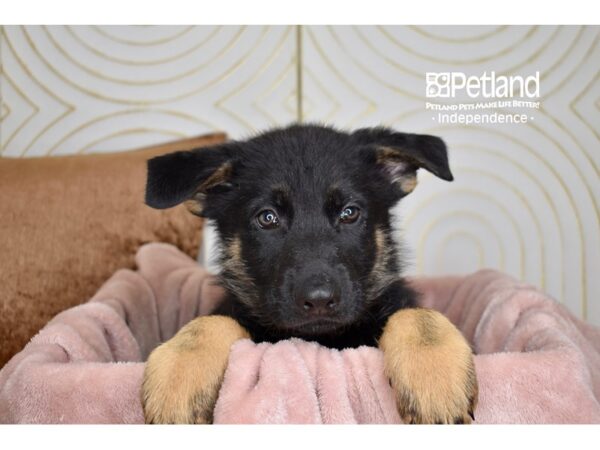 German Shepherd-Dog-Male-Black & Tan-5742-Petland Lee's Summit, MO