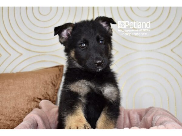 German Shepherd-Dog-Male-Black & Tan-5741-Petland Lee's Summit, MO