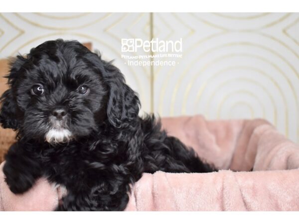 Shihpoo-Dog-Male-Black-5737-Petland Lee's Summit, MO