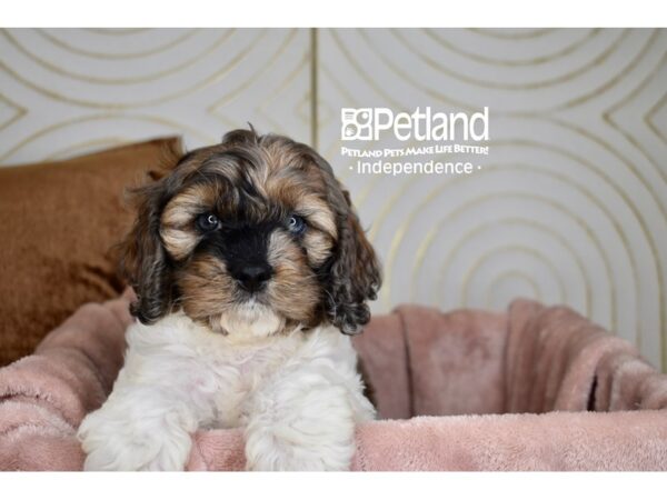 Cockapoo-Dog-Male-Sable & White-5739-Petland Lee's Summit, MO
