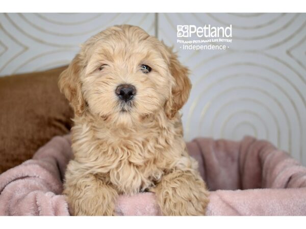 Miniature Goldendoodle-Dog-Male-Golden-5746-Petland Lee's Summit, MO
