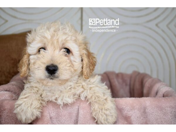 Miniature Goldendoodle-Dog-Female-Light Golden-5745-Petland Lee's Summit, MO