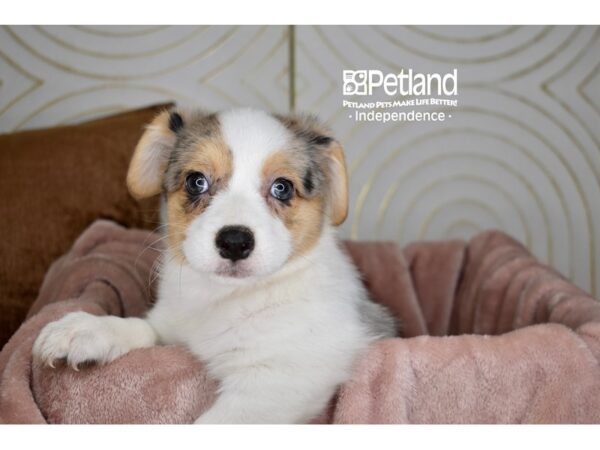 Pembroke Welsh Corgi-Dog-Female-Blue Merle White Markings Tan Points-5750-Petland Lee's Summit, MO