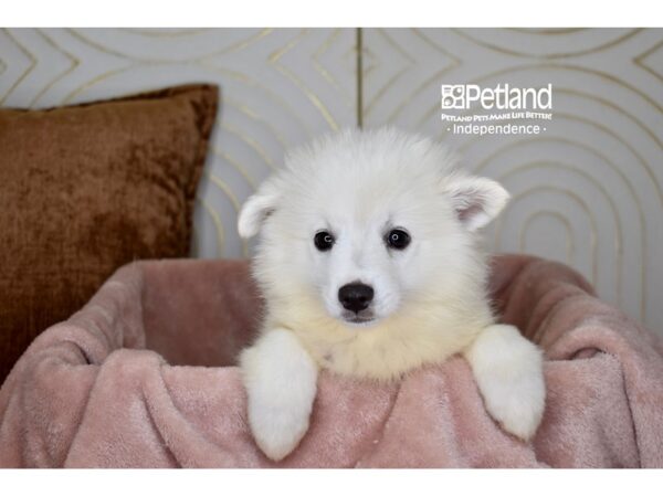 American Eskimo-Dog-Female-White-5758-Petland Lee's Summit, MO