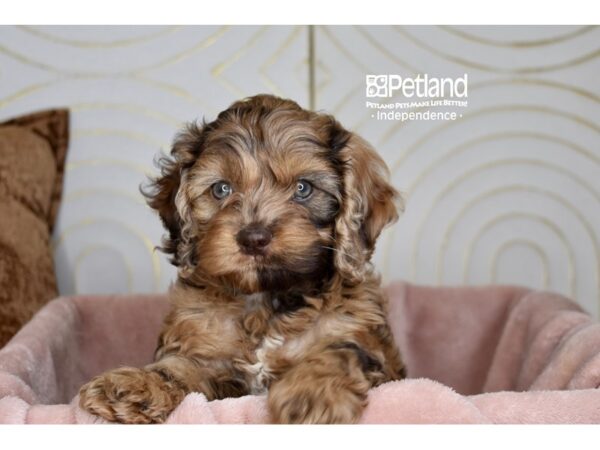 Cockapoo-Dog-Female-Chocolate Merle Tan Points-5754-Petland Lee's Summit, MO