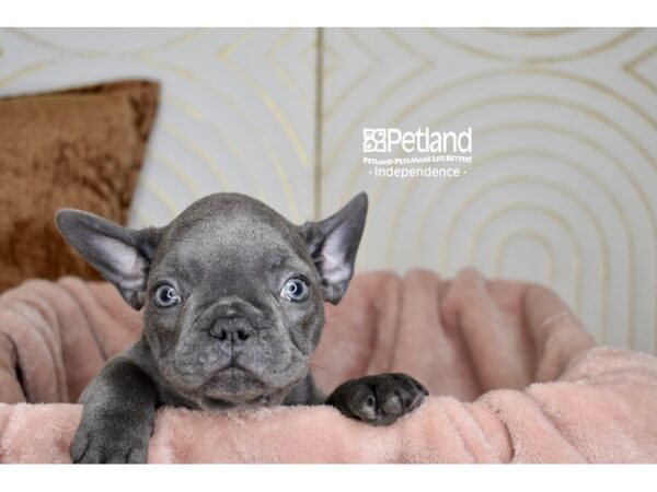 French Bulldog-Dog-Male-Blue-5751-Petland Lee's Summit, MO