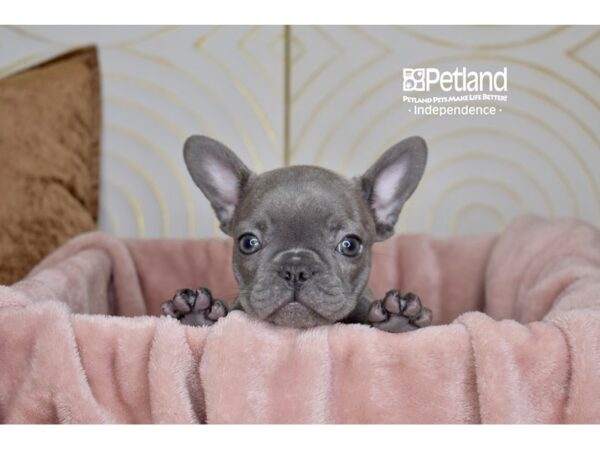 French Bulldog-Dog-Female-Blue-5772-Petland Lee's Summit, MO