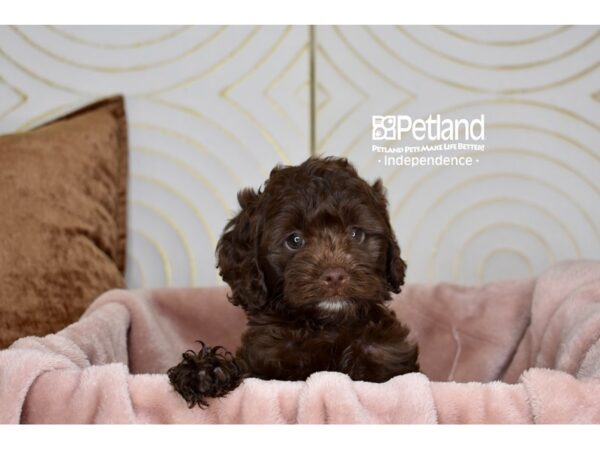 Cockapoo 2nd Generation-Dog-Female-Chocolate-5769-Petland Lee's Summit, MO
