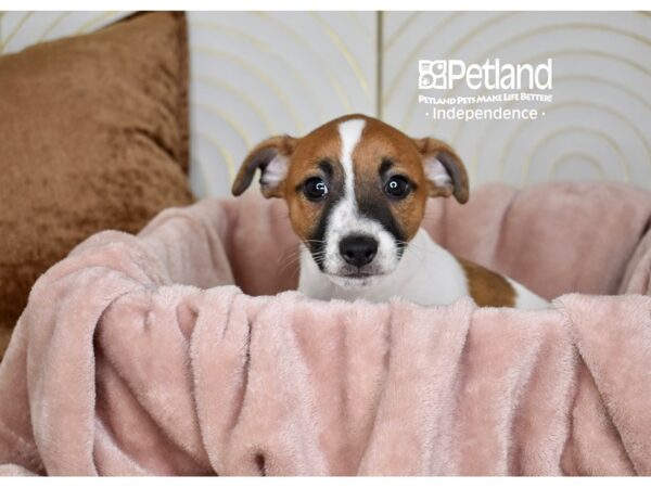Jack Russell Terrier-Dog-Male-Tan & White-5767-Petland Lee's Summit, MO