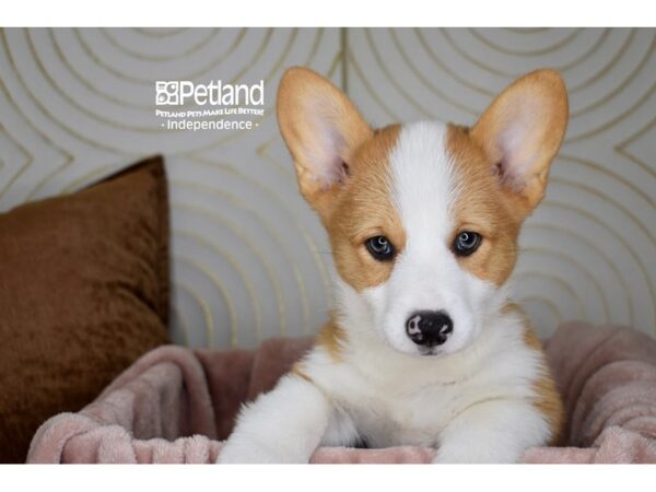 Pembroke Welsh Corgi-Dog-Male-Red & White-5765-Petland Lee's Summit, MO