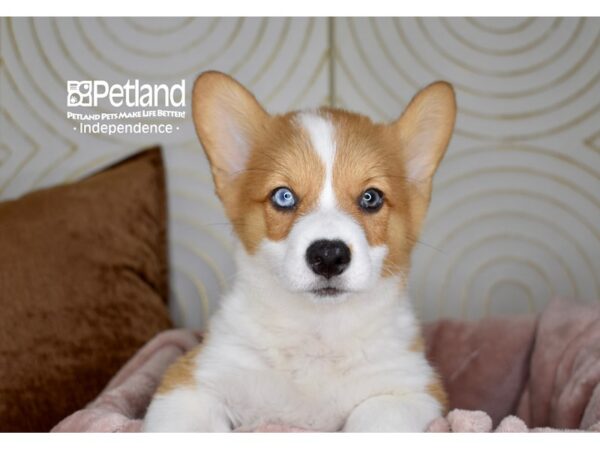 Pembroke Welsh Corgi-Dog-Male-Red & White-5764-Petland Lee's Summit, MO