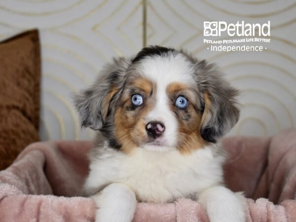 Toy Australian Shepherd-Dog-Female-Blue Merle-5760-Petland Lee's Summit, MO