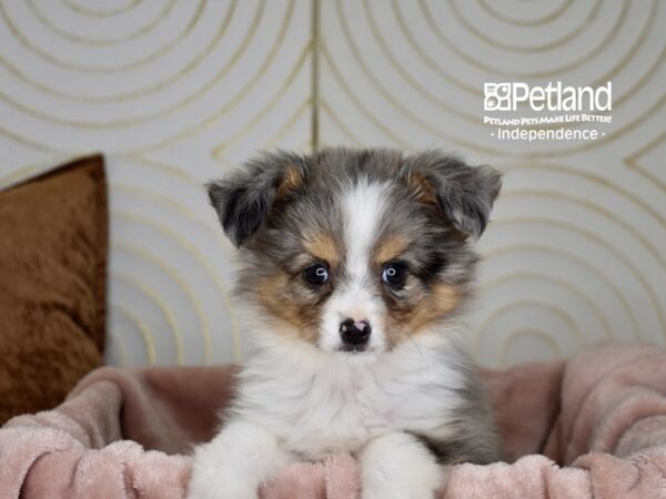 Toy Australian Shepherd-Dog-Male-Blue Merle-5763-Petland Lee's Summit, MO