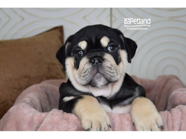English Bulldog-Dog-Female-Black & Tan-5788-Petland Lee's Summit, MO