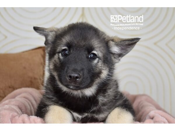 Norwegian Elkhound-Dog-Male-Black & Silver-5780-Petland Lee's Summit, MO