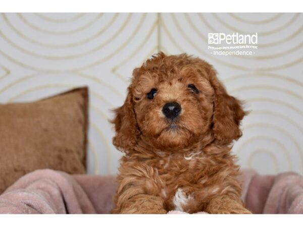 Miniature Goldendoodle 2nd Gen-Dog-Female-Red-5779-Petland Lee's Summit, MO