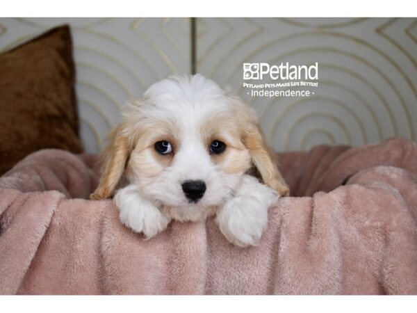Cavachon Dog Female Blenheim & White 5789 Petland Lee's Summit, MO