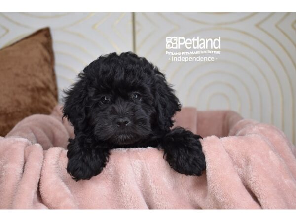Poodle-Dog-Male-Black-5775-Petland Lee's Summit, MO