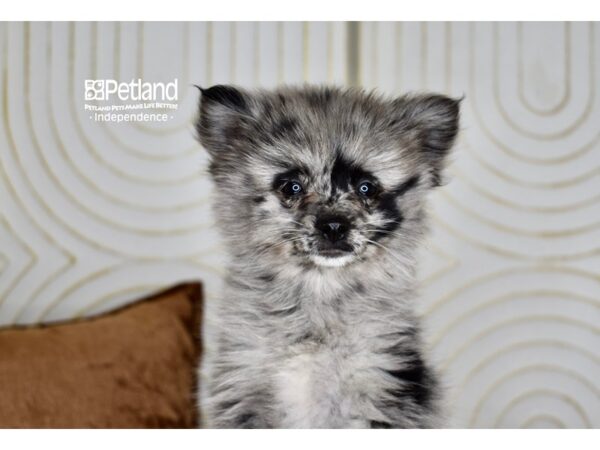 Pomsky 2nd Gen-Dog-Female-Merle-5783-Petland Lee's Summit, MO