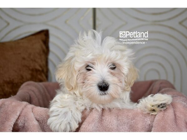 Maltipoo-Dog-Male-White-5778-Petland Lee's Summit, MO