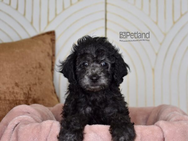 Poodle-Dog-Female-Black-890-Petland Lee's Summit, MO