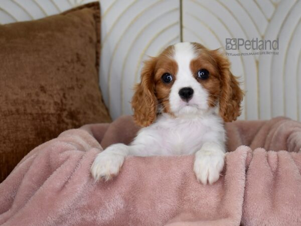 Cavalier King Charles Spaniel-Dog-Male-Blenheim-897-Petland Lee's Summit, MO