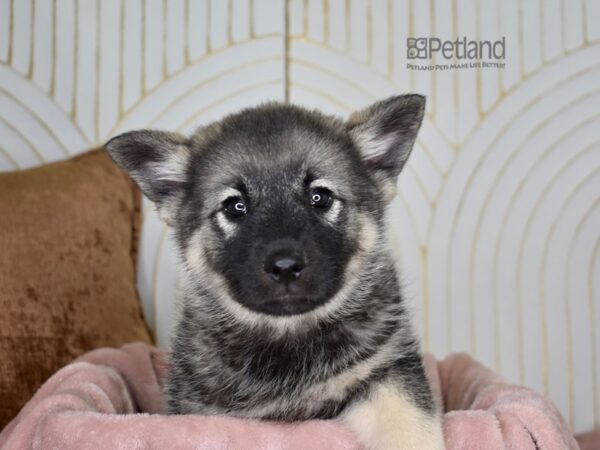 Norwegian Elkhound-Dog-Female-Black & Silver-887-Petland Lee's Summit, MO
